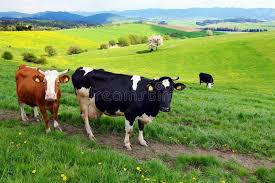 Cows On The Spring Pasture Beautiful Landscape From Czech Republic Europe Affiliate Pasture Beautiful Cows Spring Cow Pasture Cow Pasture