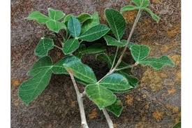 Image result for Commiphora caerulea
