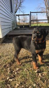 Rottweiler Puppy Black And Brown Dogs My 10 Week Old Rottweiler Rottweiler Dog Rottweiler Puppies Dog Life