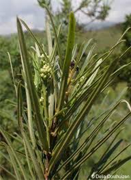 Image result for Ozoroa nigricans