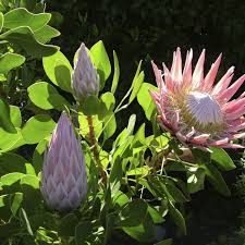 Image result for Protea argyrea