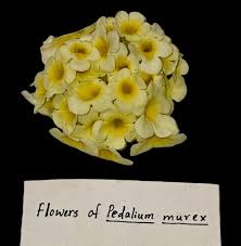 Image result for Pedalium murex