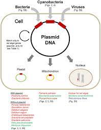 Maybe you would like to learn more about one of these? The Spread Of Plasmid Dna In Eukaryote Genomes The Schematic Cell Download Scientific Diagram