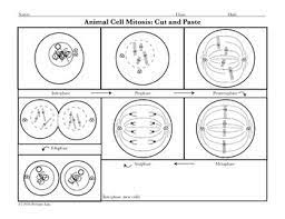Mitosis is the process in which a eukaryotic cell nucleus splits in two, followed by division of the parent cell into two daughter cells. Cell Division Bundle Of Coloring Pages And Activities For High School Biology