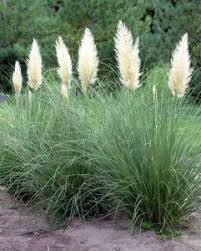 Cortaderia Pumila Dwarf Colesville Nursery Cortaderia Selloana Grasses Landscaping Pampas Grass Landscape