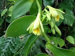Regrettably, expanding vanilla bean plants can be rather a challenge, and not all vanilla creeping plants end up being great. Vanilla Wikipedia