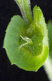 Image result for Acalypha fruticosa