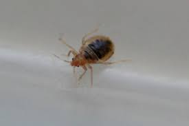 Image result for Cimex Lectularius L