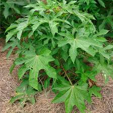 Image result for Abelmoschus