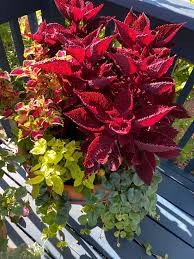 Image result for Congolanthus