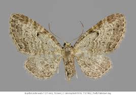 Image result for Eupithecia tenuiata