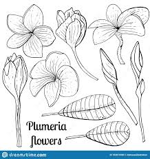 Illustration About Vector Botanical Illustration Vintage Sketch Hand Drawn Of Liner Frangipani Flor Floral Sets Floral Drawing Printable Flower Coloring Pages