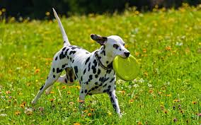 Image result for dalmatin