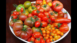 Meomye, you can leave the fruit on the plants until either (a) they ripen; Tomato Varieties That Grow Extended Truss Shoots Youtube