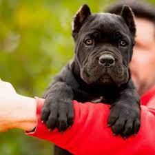 Cane Corso Puppy Cane Corso Puppies Cane Corso Dog Cane Corso