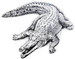 Pin On Stani Crocodile And More