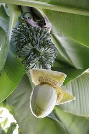 Image result for Musa paradisiaca