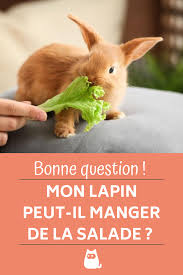 Mon Lapin Peut Il Manger De La Salade Alimentation Lapin Lapin Lapins Animal De Compagnie