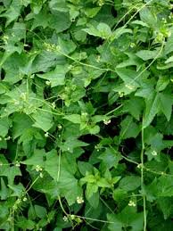 Image result for Sicyos