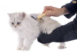 Kutu kucing tidak hanya bersarang pada tubuh kucing tetapi pada rumah kamu juga. Cara Menghilangkan Kutu Kucing Archives Tabbayun