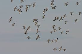 Chasse La Vallee Des Aldudes