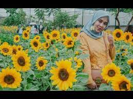 Kebun bunga matahari hadir di sky garden, paris van java mall (pvj) mulai 1 desember hingga 7 januari 2018 dalam acara sunflower festival. Wow Di Pvj Bandung Ada Taman Bunga Matahari Kaya Di Luar Negeri Guys Youtube