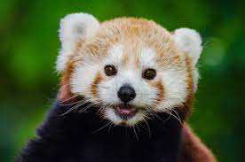I Want A Red Panda As A Pet To Be Honest Everybody Who Loves Red Pandas Had These Thoughts Unfortunately There Red Panda Cute Animals Bear Stuffed Animal