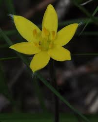 Image result for Hypoxis urceolata