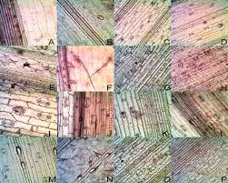 Image result for Acrachne