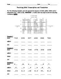 Does the order of amino acids in a protein matter? Dna Transcription And Translation Worksheet Answers Worksheet List