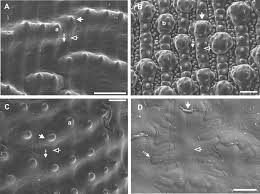 Image result for Urochloa oligobrachiata