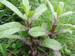 Image result for Neojeffreya