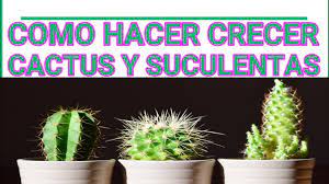 Entra y descubre cuáles son los quince que lo hacen a un ritmo muy alto. Como Hacer Crecer Cactus Y Suculentas Consejos Para Mas Hijuelos En Cactus Youtube