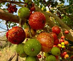 Image result for Ficus sur