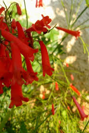 Offriamo mazzi da 151.00 aed | 41.11 usd. Russelia Mediterranean Garden Different Plants Flowers
