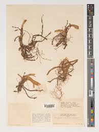 Image result for Ypsilopus