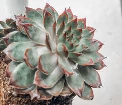 Good choices for potting succulents are rarely available and at many standard nurseries or gard. What S Wrong With My Succulent Learn To Diagnose And Resolve Common Succulent Problems Natalie Linda