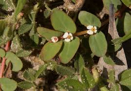 Image result for Euphorbia serpens