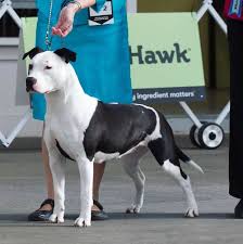 Characteristics, history, care tips, and helpful weight: American Staffordshire Terrier Breed Standard Zaliamstaff Kennel New Zealand