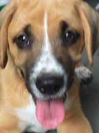 Litter Of 7 Mutt Puppies For Sale In Virginia Beach Va Adn 34785 On Puppyfinder Com Gender Male Age 13 Weeks Old Puppies Choosing A Dog Retriever Puppy