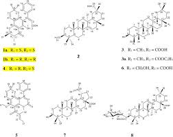 Image result for Manilkara obovata