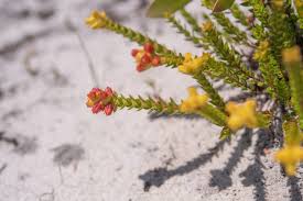 Image result for Penaeaceae