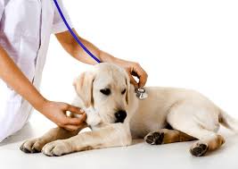 Vandute cu 10 lei bucata, ele va aduc venituri de 1.000 de lei, in conditiile in care cheltuielile cu materiile prime Ceea Ce Este Necesar Pentru Clinica VeterinarÄƒ Cum SÄƒ VÄƒ DeschideÈ›i Cabinetul Veterinar De La Zero