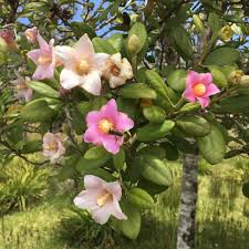 Image result for Lagunaria patersonia
