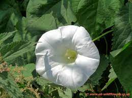 Morning Glory Convulvulus British Wild Flower Pictures Which Have Common Names Starting British Wild Flowers Flower Pictures Wild Flowers