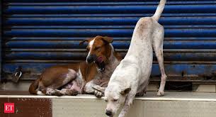 Such people include rabies laboratory workers, veterinarians, animal control officers, and cave explorers. Why Is India Always Short Of Rabies Vaccine Serious Shortage The Economic Times