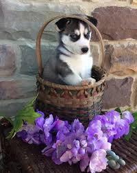 Subscribe to the get dallas pets newsletter. Quality Two Blue Eyes Siberian Husky Puppies Dallas Offer Dallas Fort Worth Pets Dogs