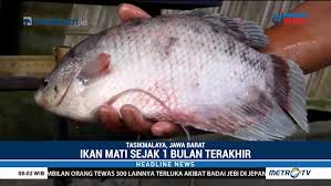 Ikan mas sebenarnya memiliki kemampuan adaptasi yang cukup baik serta perkembangbiakan yang cukup mudah. Bakteri Serang Ikan Di Tasikmalaya
