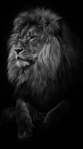 Pin By Yǿucef Halstead On Bedroom Lion Images Wild Animal Wallpaper Lion Photography