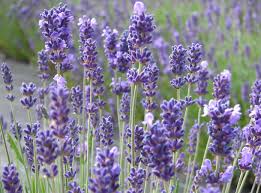 Da diese pflanzen etwas frostempfindlich sind, sollte man sie weder zu früh noch zu spät verpflanzen. Lavendel Pflanzen Pflege Und Tipps Mein Schoner Garten